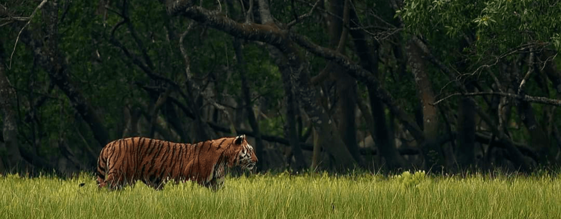 Banner 5 - Sundarban Tiger