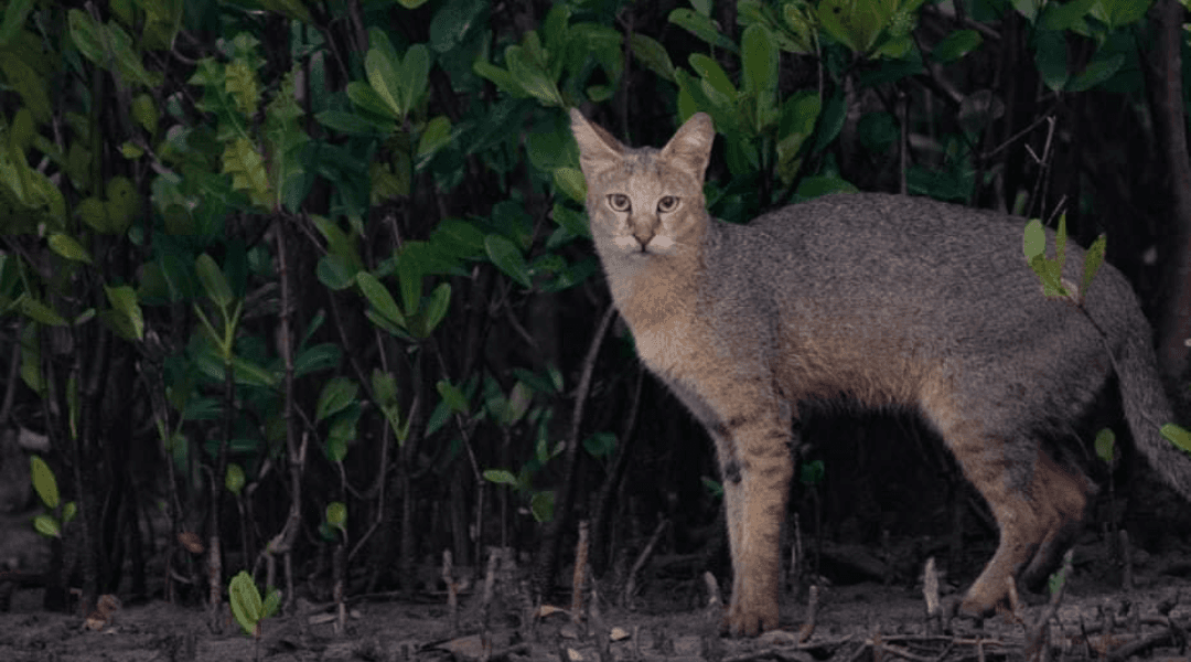 Sundarban Tour 1 Night 2 Days.