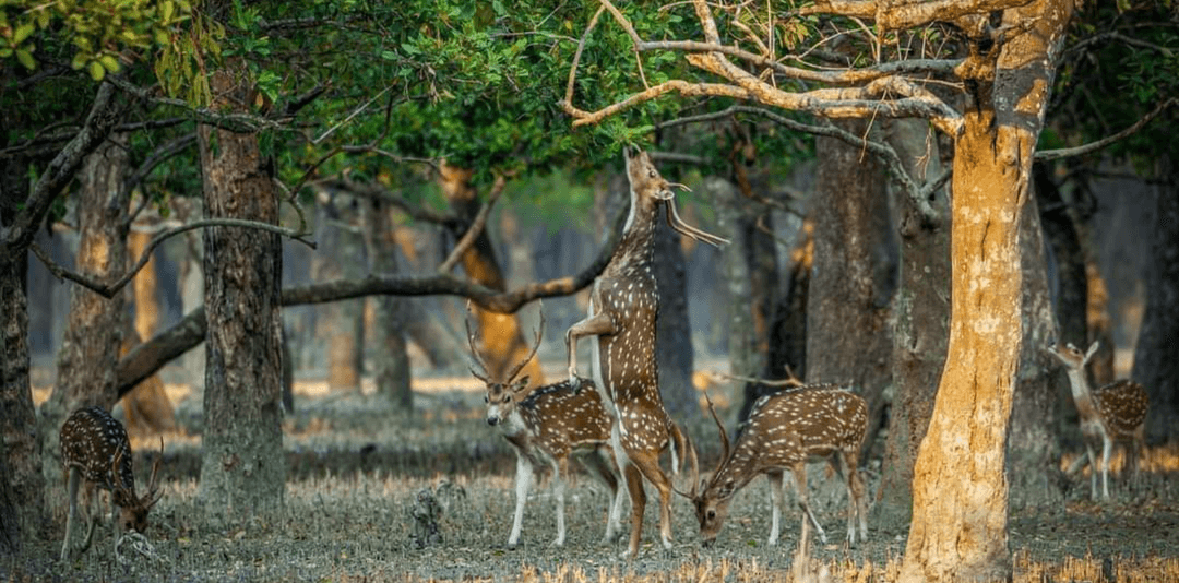 Sundarban Tour 2 Night 3 Days.