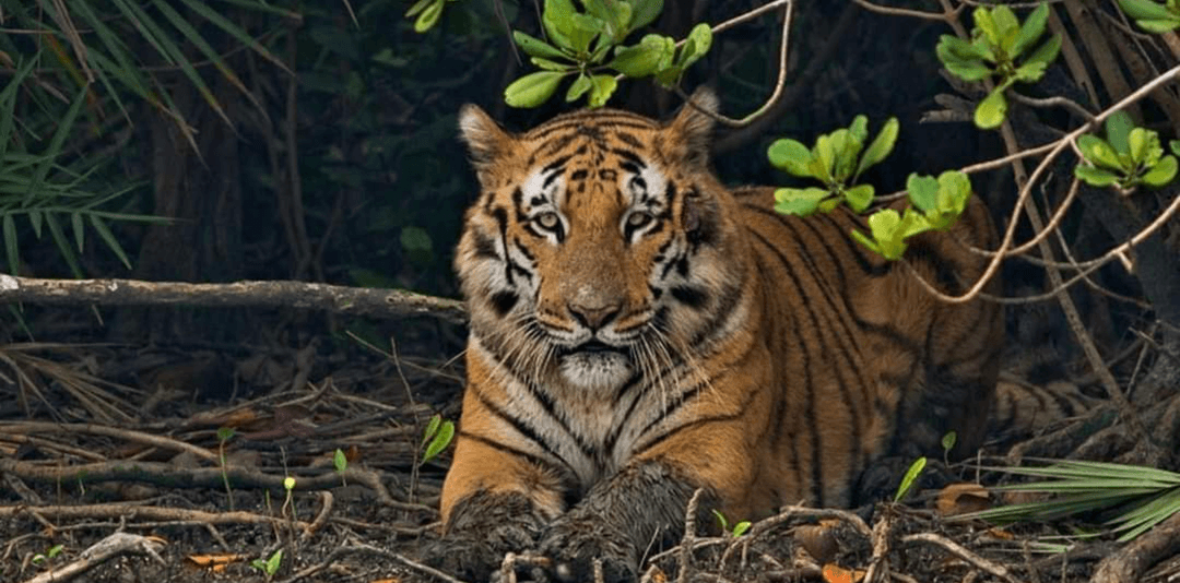 1 Day Sundarban Tour.